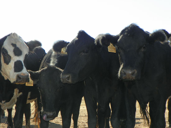 heifers