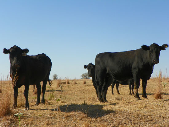 more heifers
