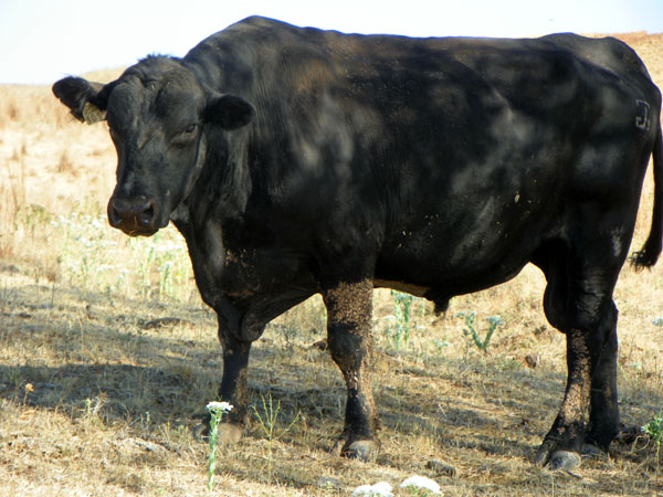 Angus Bull