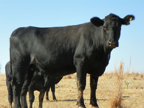 heifer
