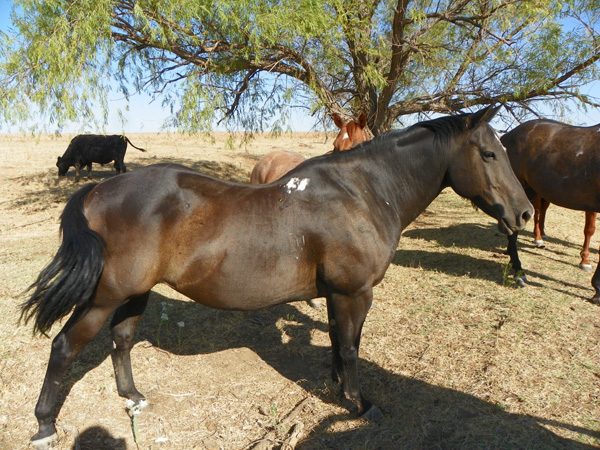 Working Cattle
