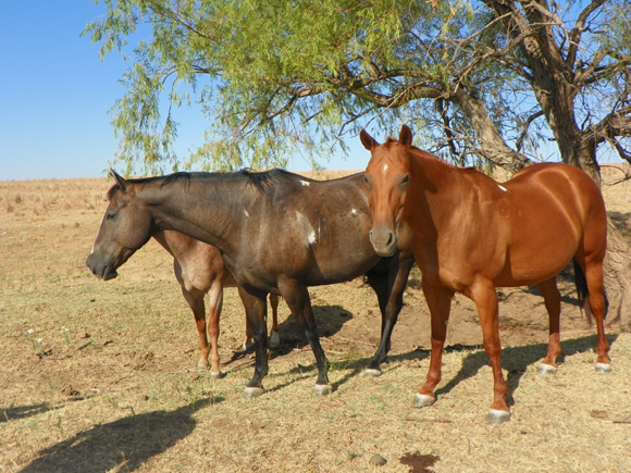 Our Horses