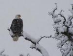 Bald Eagles