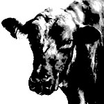 Angus Beef: