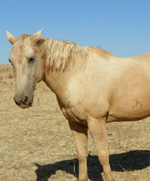 Our Horses